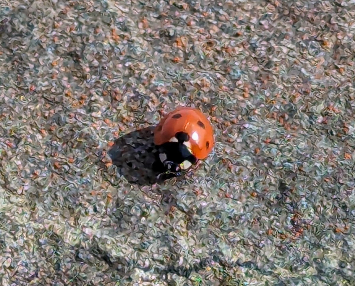 Seeing Ladybirds all over the place today, more than for quite a few years. Anyone else seeing lots? #Ladybirds #Spring