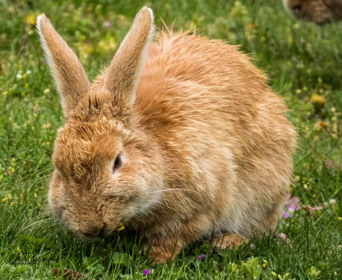 Happy #Easter 🐣#VancouverIsland 🐰 Here’s your #Vanisle #weather ✅ SOUTH ☀️ 14° EAST ☀️ 14° WEST 🌤️ 13-16° NORTH 🌤️ 12° Full forecast @CHEK_News at 5 p.m. 📷 Bob Burgess @CHEK_media #ShareYourWeather #BCwx #weather #welovethisplace