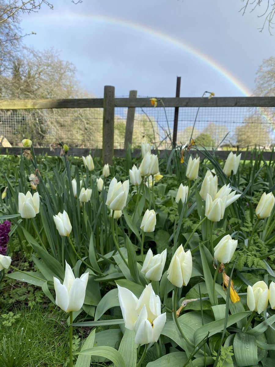 This week it’s goodbye daffodils and hello tulips. March sunshine got together with an early April shower and a rainbow came out to see the changing of the guard yesterday! 

#flowereport #gardnersworld #FlowerReport #GardeningX #tulips #flowers