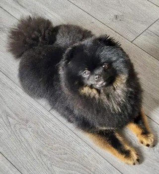 millypod1's tweet photo. π29 MAR 2024 #Lost BENJI #ScanMe
Black & Tan Pomeranian Male
Tanhouse #Skelmersdale #Lancashire #WN8
π₯ IF SIGHTED PLEASE DO NOT SHOUT, TRY TO GRAB OR CHASE π₯ Got out by accident. He is MICROCHIPPED and NEUTERED.
https://t.co/155YdH30ya https://t.co/pq9UwDEooQ
