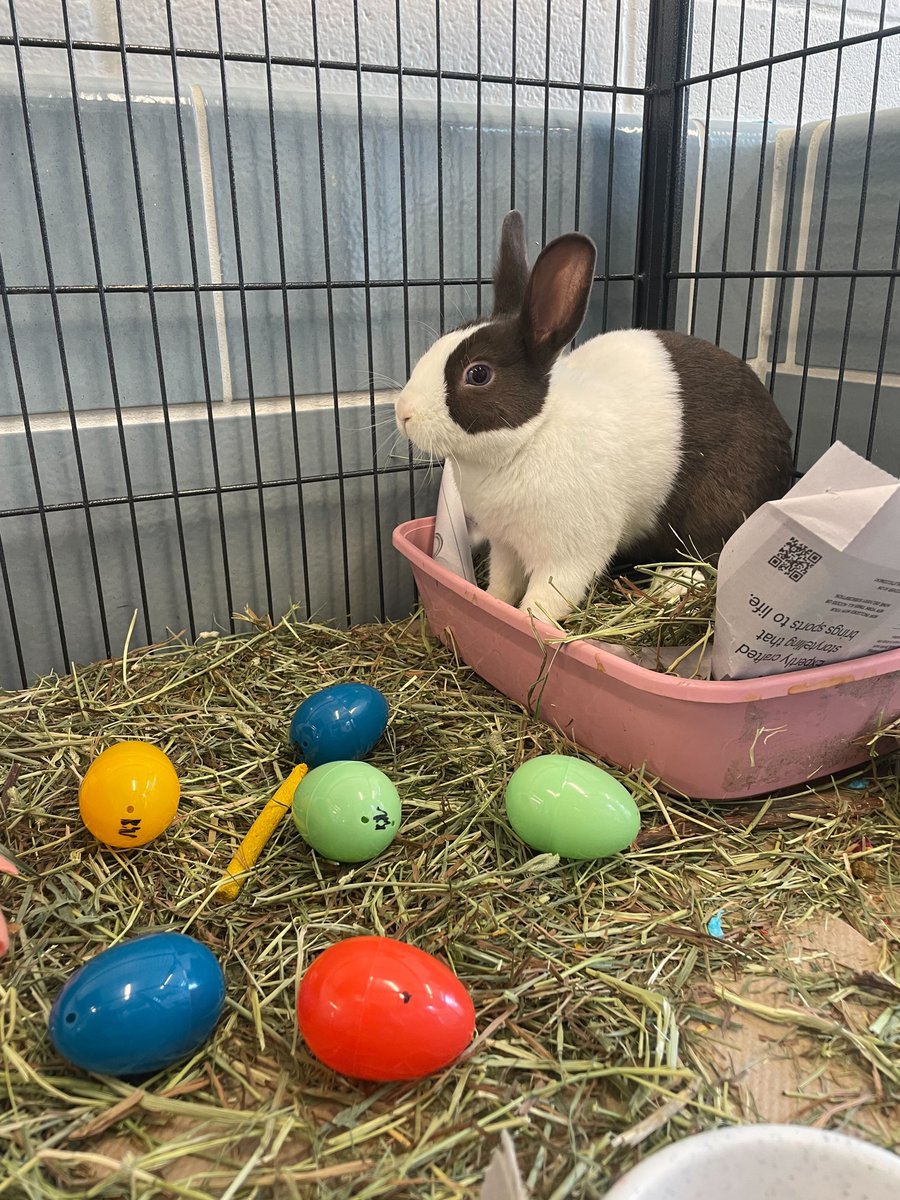 Hoppy Easter from Snowball! 🐰🥚 Spread some bunny love this Easter by giving a forever home to one of our adoptable rabbits! As you celebrate, we urge individuals to also remember the responsibility that comes with rabbit ownership. Visit anticruelty.org/adoptable to learn more.