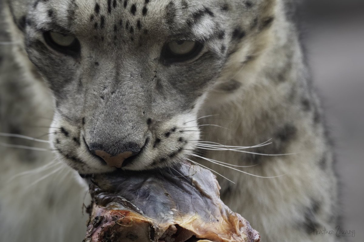 The snow Leopard enjoying his meaty snack at @TheTorontoZoo #SnowLeopard #TheTorontoZoo