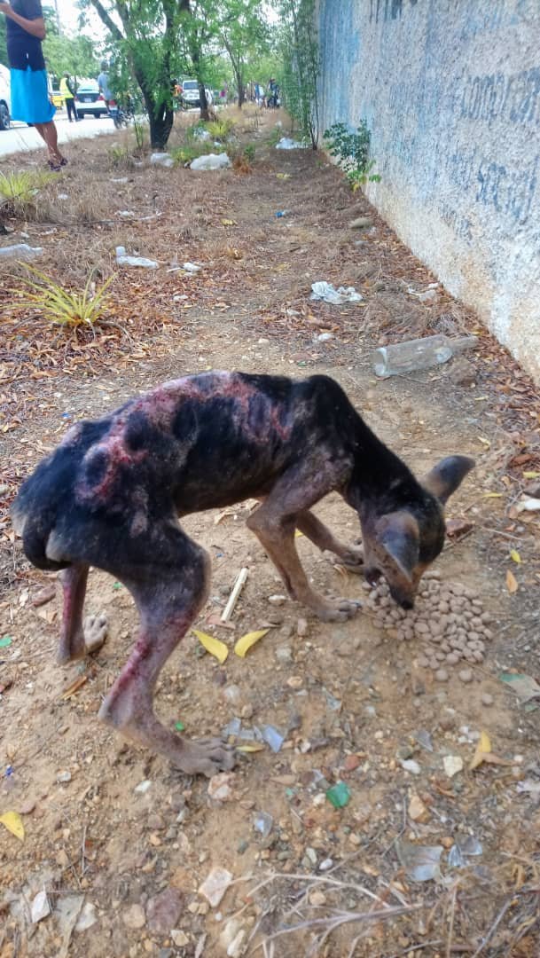 Un hogar temporal para su recuperación. Deambula por "La Corotera" en #Porlamar. Quien pueda resguardarla en su hogar, colaborar con alimento, atención médica, enviarnos un DM📩 #islademargarita 🧵hilo