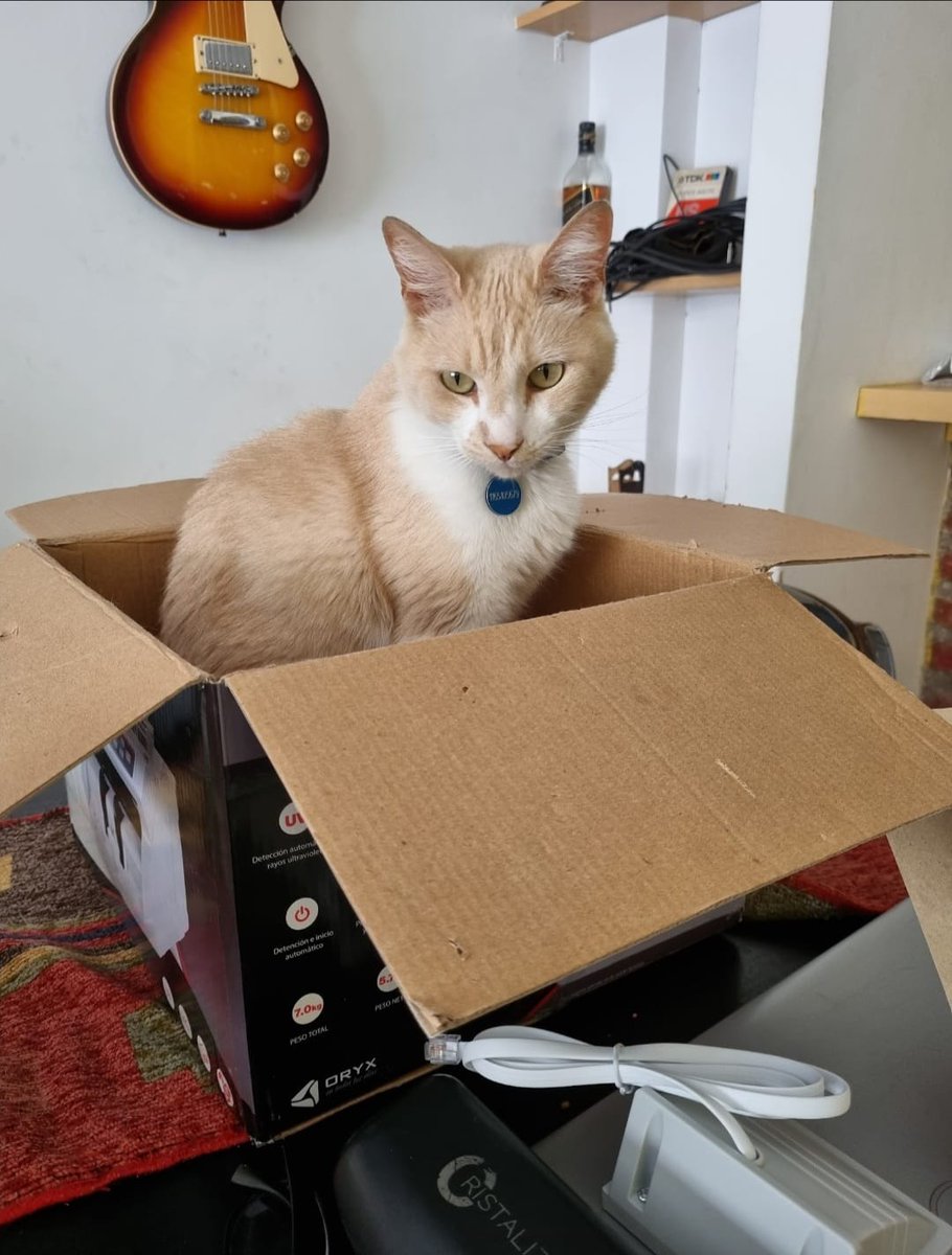 Necesito un favor de todos ustedes,Saturno es el gatito de un amigo. Suponemos lo robaron de la puerta de su casa porque el no es de irse. Su familia esta muy triste y sus hermanos gatunos también.  Hay recompensa x su aparición, porfa denle RT. Se los voy a agradecer mucho!!