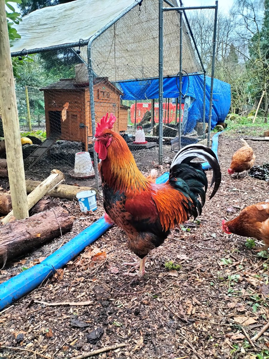 Happy Easter all. Appropriately my eldest son's eggs began to hatch today so after church and a nice lunch out with my Dad we've been building a new chicken pen. Not sure the boss man is too thrilled.