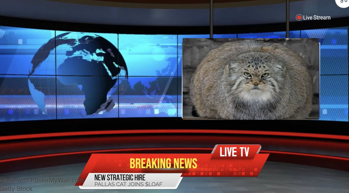 Because Mongolia has a well-known history of conquering leaders and dynasties, Pallas Cat has just joined $LOAF cat movement.  

Pallas comments: "Choose a winning side. Surround yourselves with winners, and you will become one too"

#memecoins $SOL
