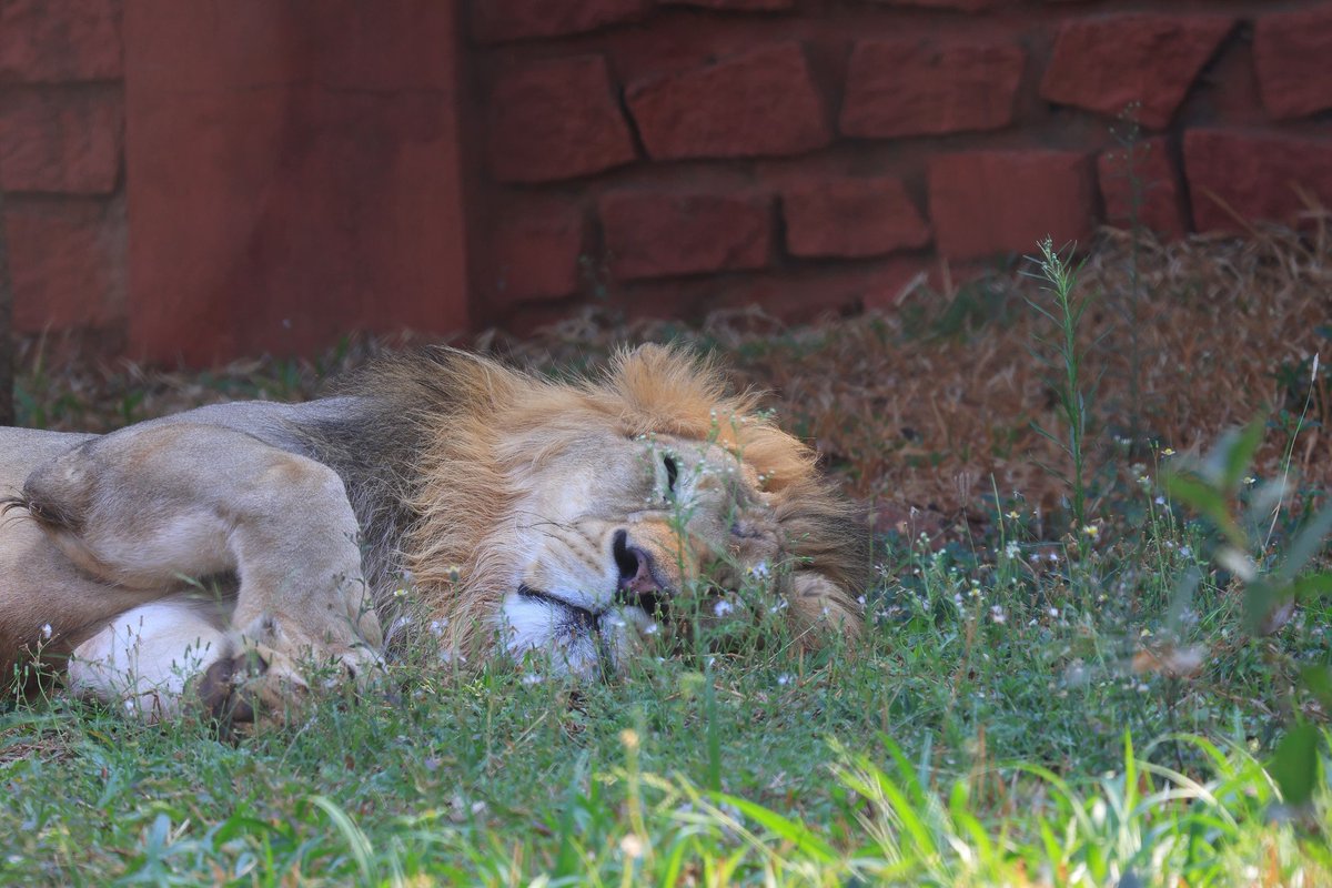 Gadag Zoo tweet media