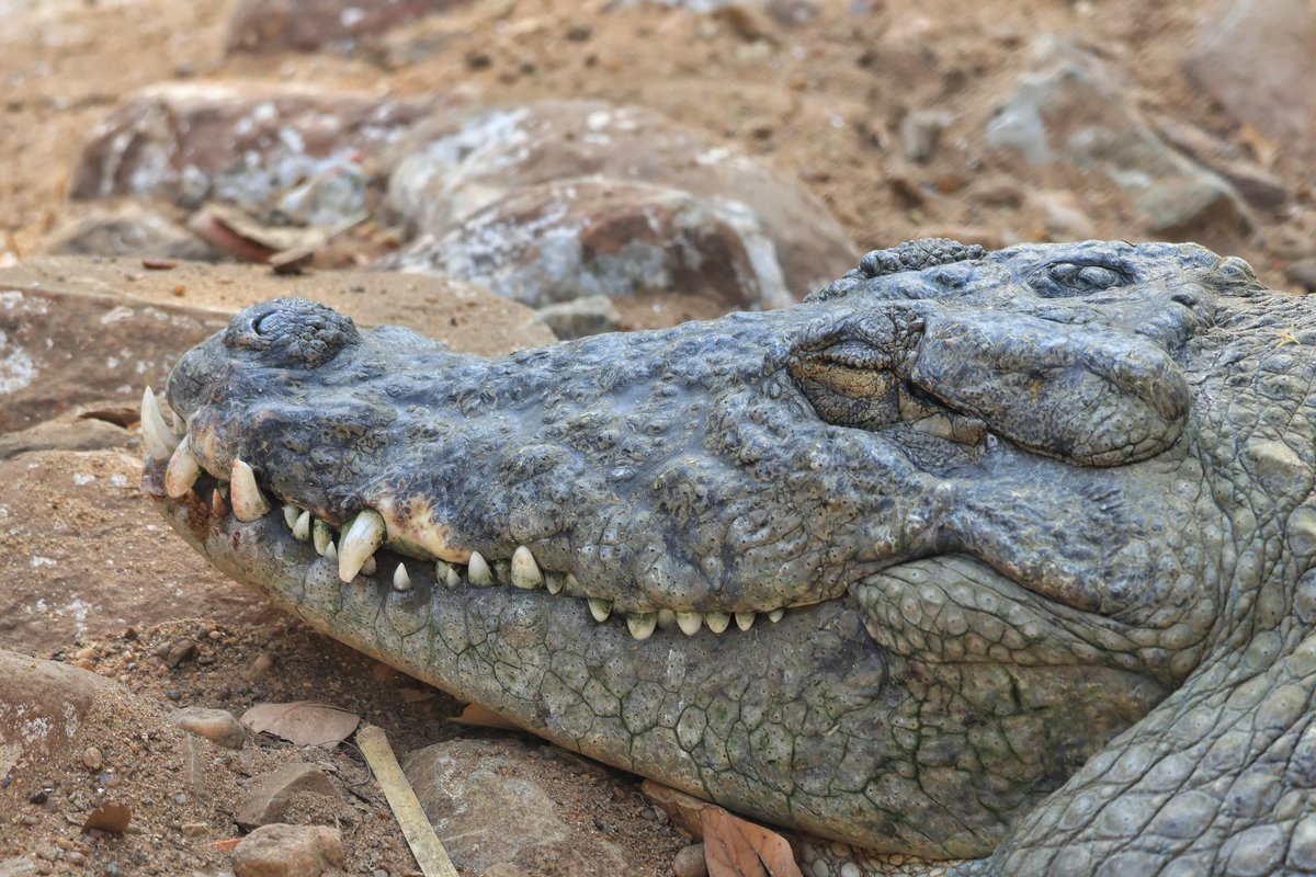Lazy Sunday mornings with these sleepy beauties 🐾💤
PC: Lekhraj Meena IFS Sir
 #SundaySnooze #AnimalDreams  #Zootopia #zoo