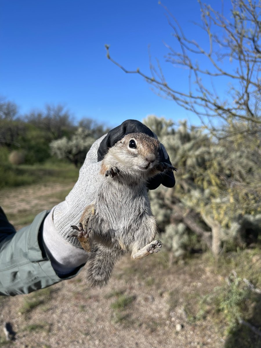 AlexisRickert1's tweet photo. Bycatch is so fun. I love getting to see these little guys and girls up close. An antelope ground squirrel and a curve billed thrasher :) https://t.co/Fqy1w9OqGU