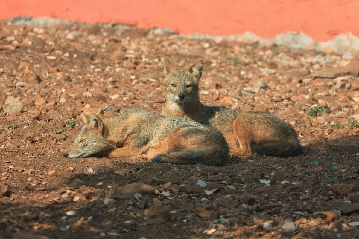 Gadag Zoo tweet media