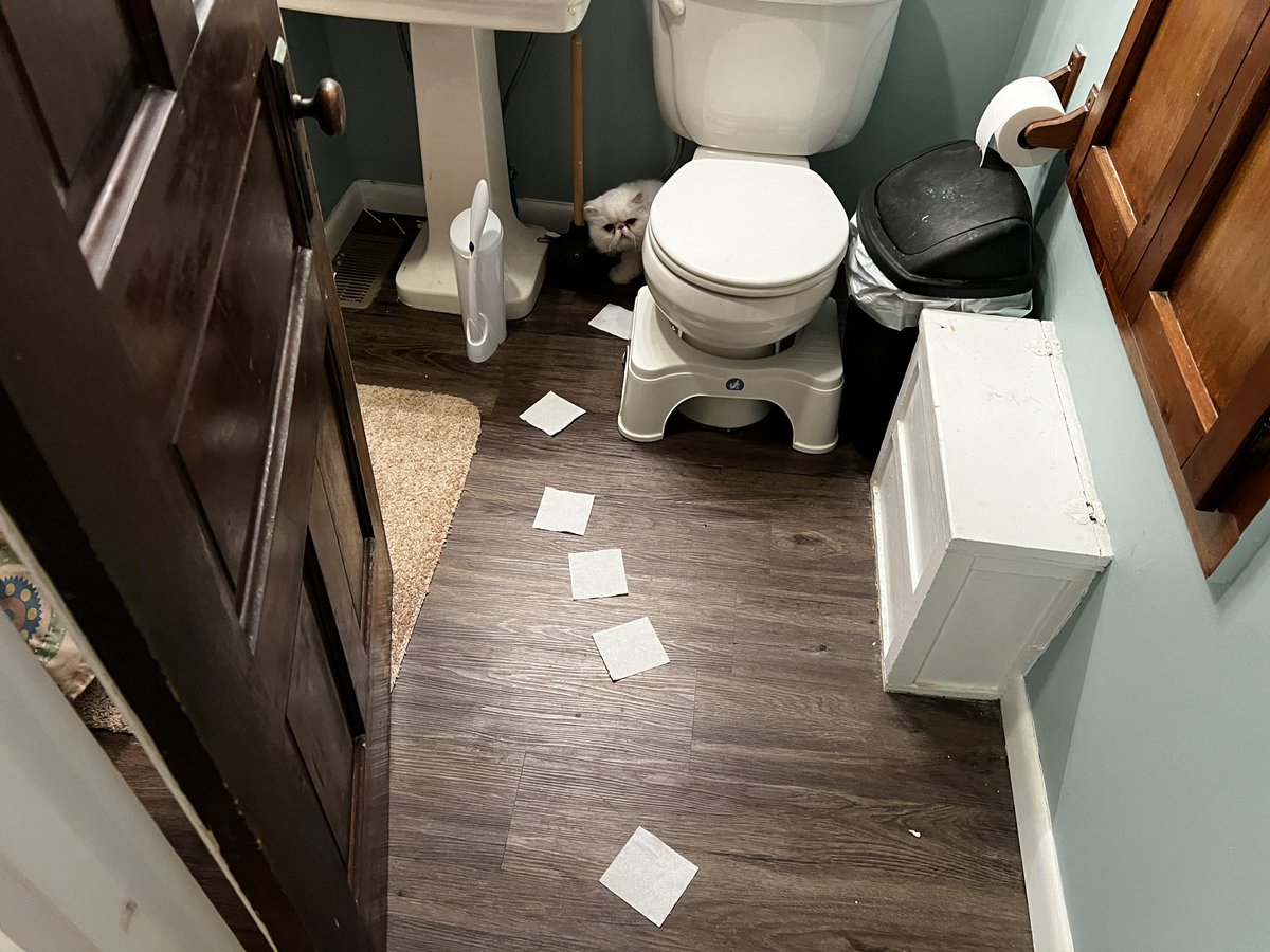 My human cousin made a toilet paper trail so I could find my way out of the bathroom…