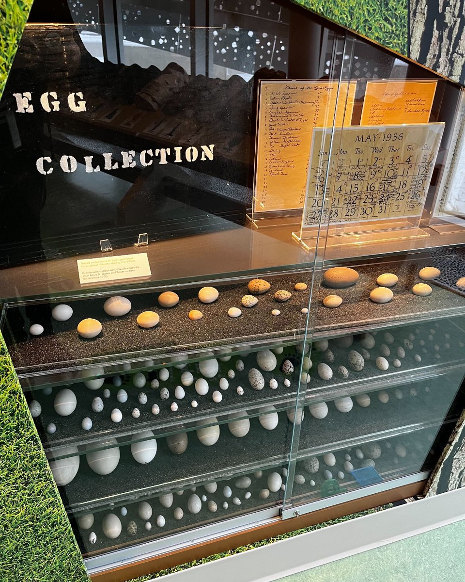 Here’s a different kind of egg hunt: where in the museum can you find this little egg collection? The third photo might be a hint… We’re open 10 am – 4 pm tomorrow, come down and see if you can find these eggs! royalalbertamuseum.ca/visit/