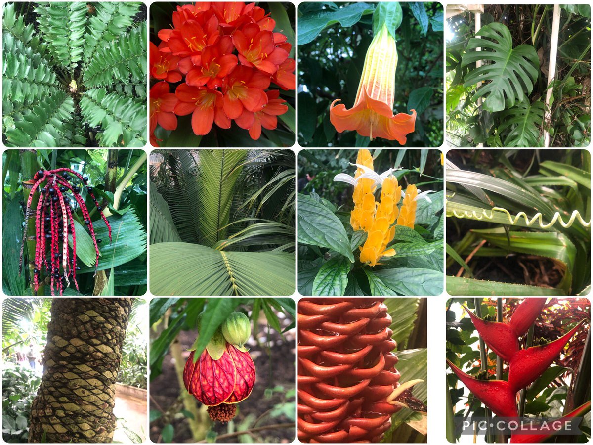 Some delights from the Palm House @RHS_Kew today. #gardeningX #gardenshour