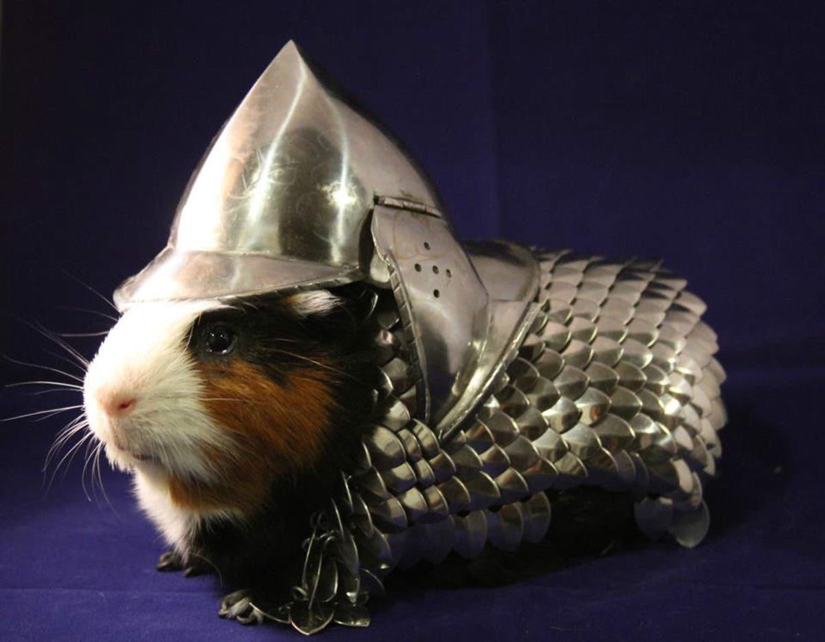 pets wearing medieval armour