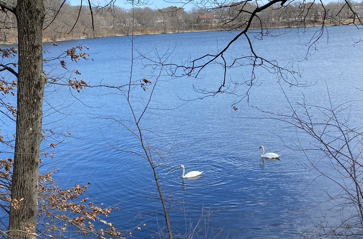 Boston_Boffin's tweet photo. and the swans. https://t.co/TJlpIxm4C9