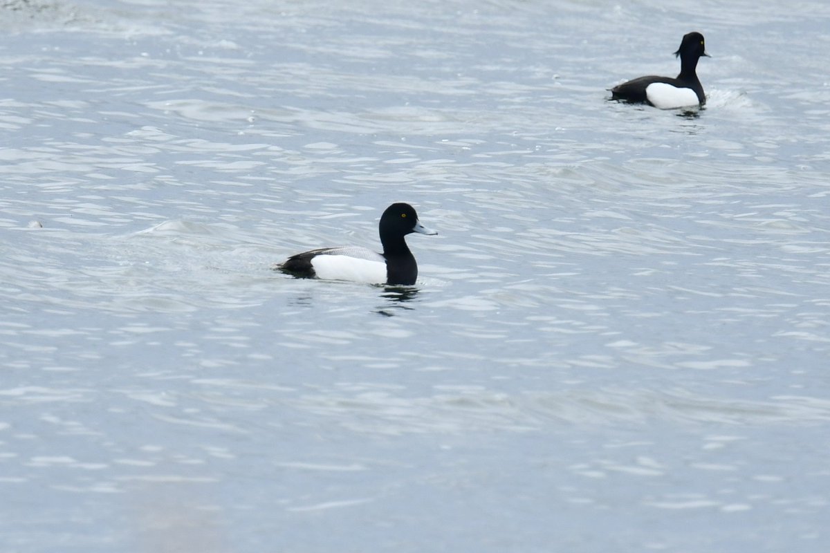 Greater Scaup still at Holme Pierrepont this afternoon.