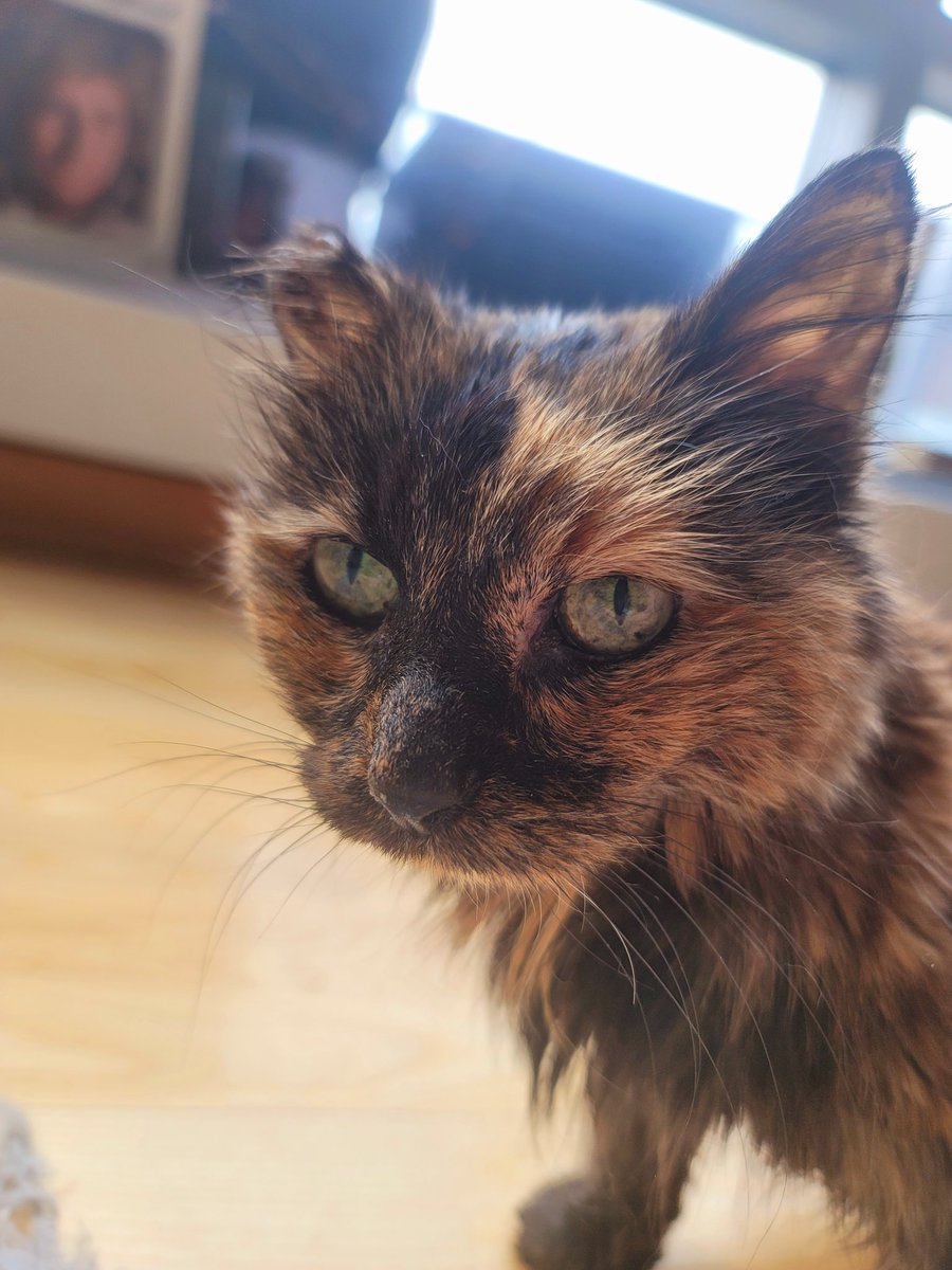 Happy Easter to all who celebrate!  #Easter #superseniorcatsclub #CatsOnX #CatsOnTwitter #cats #CatsAreFamily #barrymanilow