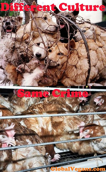 Different Culture Same Crime globalvegans.com/post/different… #AnimalRights #Vegan