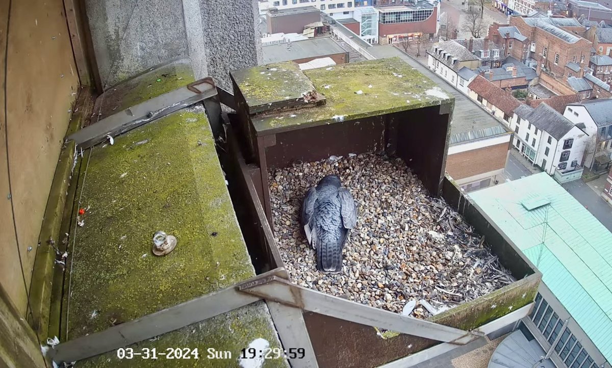 Three eggs are being incubated by pair of Aylesbury peregrines. Watch live webcam: youtube.com/live/zpUZMStHj…