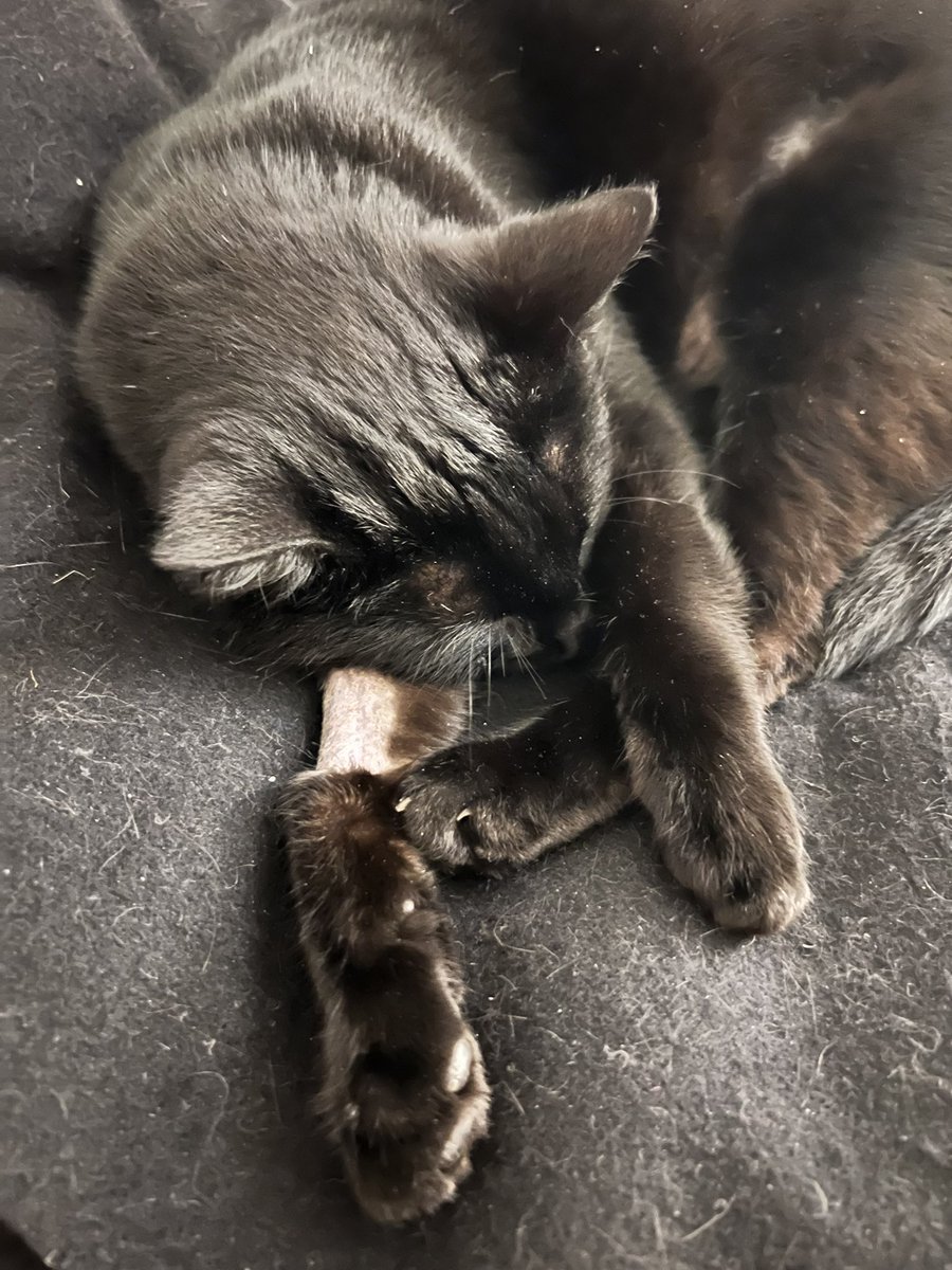 Harry is muttering in his sleep about getting revenge on the vet who shaved off his fur to stick needles in his leg
🐈‍⬛💭 ima gunna get them. am cat not poodle