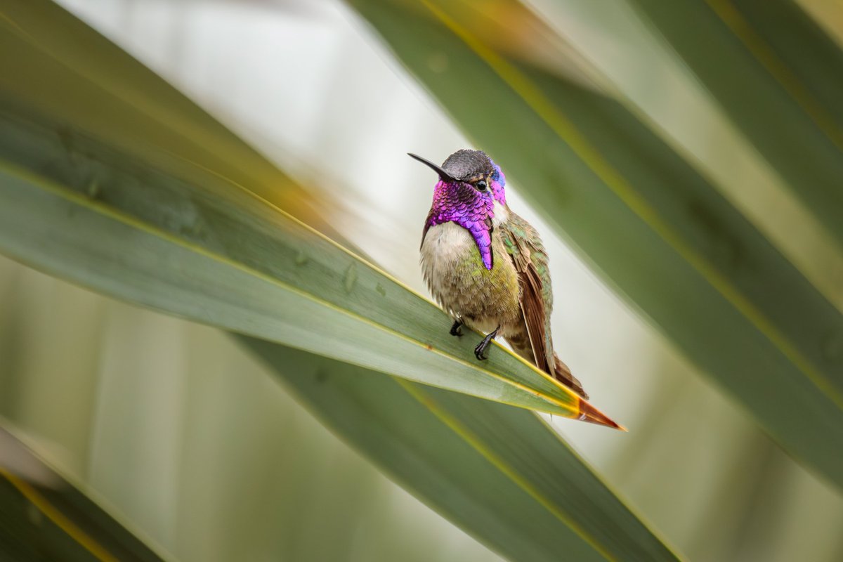 Costa's Hummingbird keeping an eye on me. Photographed with a Canon 5D Mark IV & 100-400mm f/4.5-5.6L lens +1.4x III. #birdwatching #hummingbird #wildlife #nature #teamcanon #canonusa