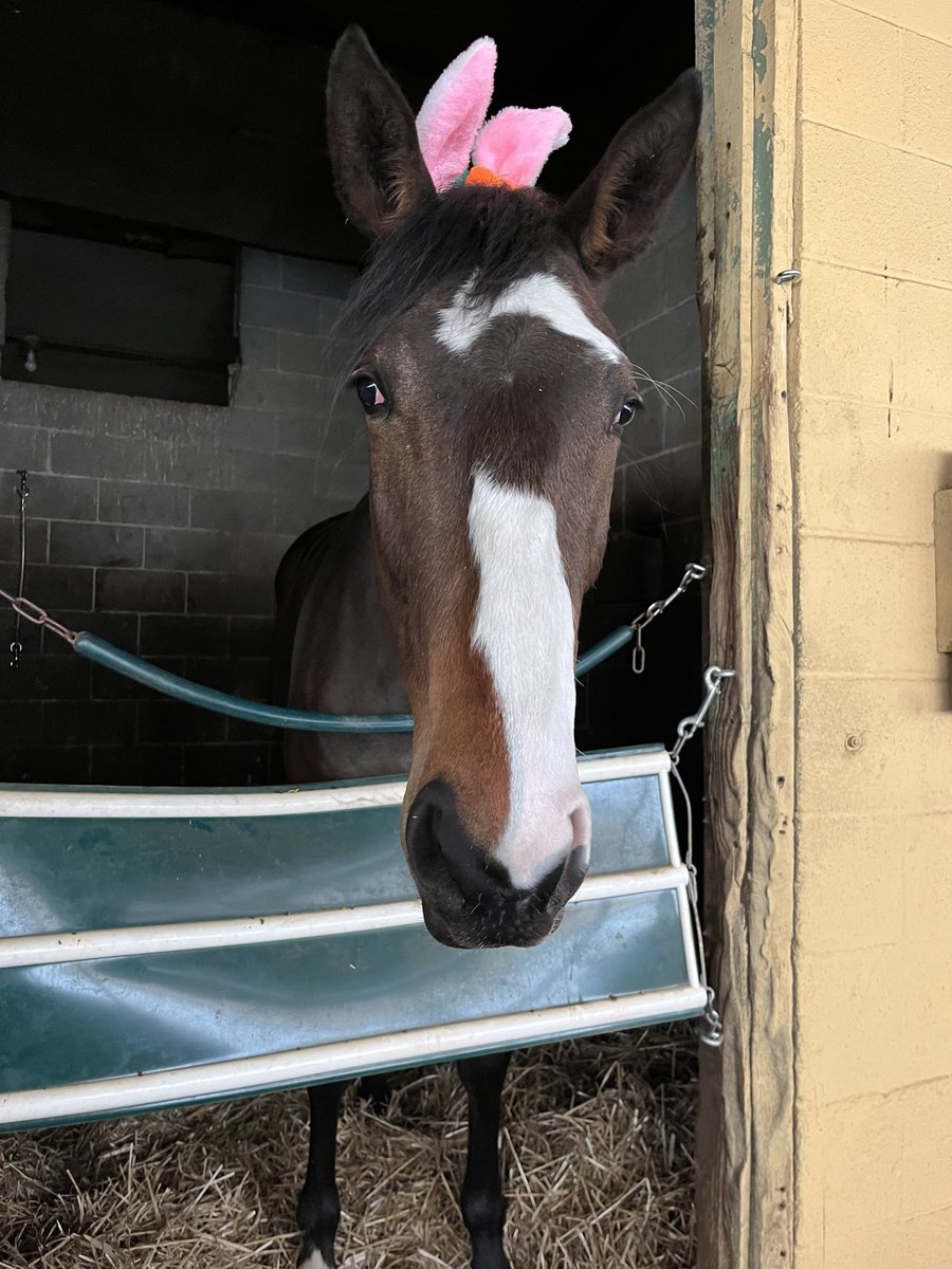 Happy Easter from our 2 year-old @WasabiStables filly Blo By The Field!!! 📸 @grace_evelyn__ 🥳