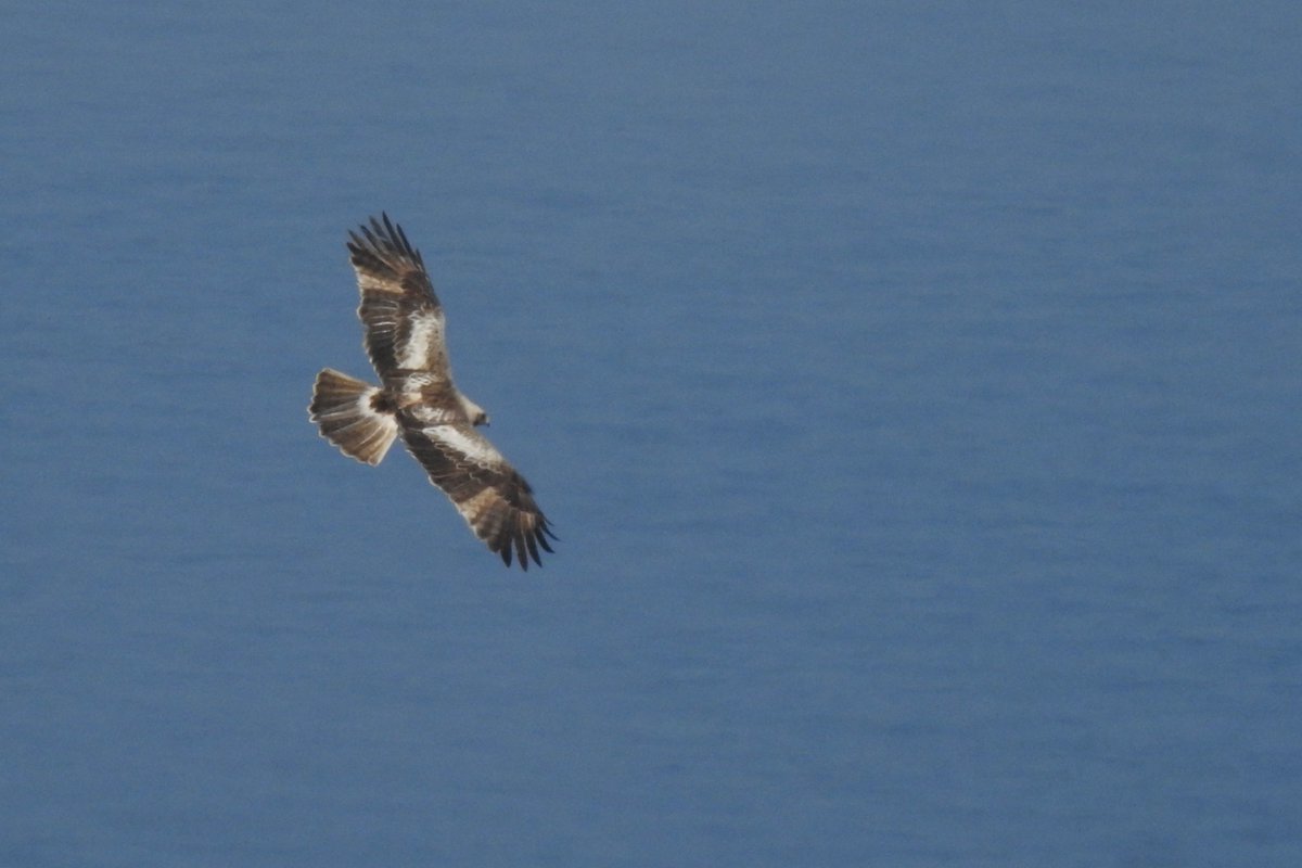 Spring Season 2024: Day #28 of Raptor Migration Monitoring Some nice migration today! Booted Eagles were definitely the bird of the day with 11 birds passing around midday mixed with Common Buzzards. trektellen.nl/count/view/169… Photo: Booted Eagle (Hieraaetus pennatus), Aris Vouros