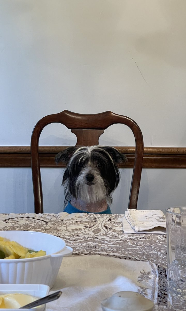 What caption would you give this? (Our family pet was ready for Sunday dinner.)