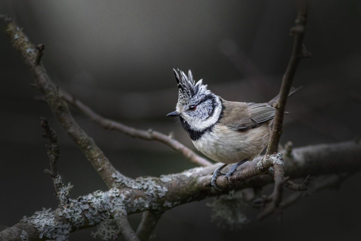 karits.eu/index.php/2022…
#EuropeanCrestedTit #CrestedTit #BirdsOfInstagram #BirdPhotography #NaturePhotography #WildlifePhotography #BirdWatching #NatureLovers #WildlifeLovers #NatureGram #InstaNature #Birding #BirdLife #Birdwatching