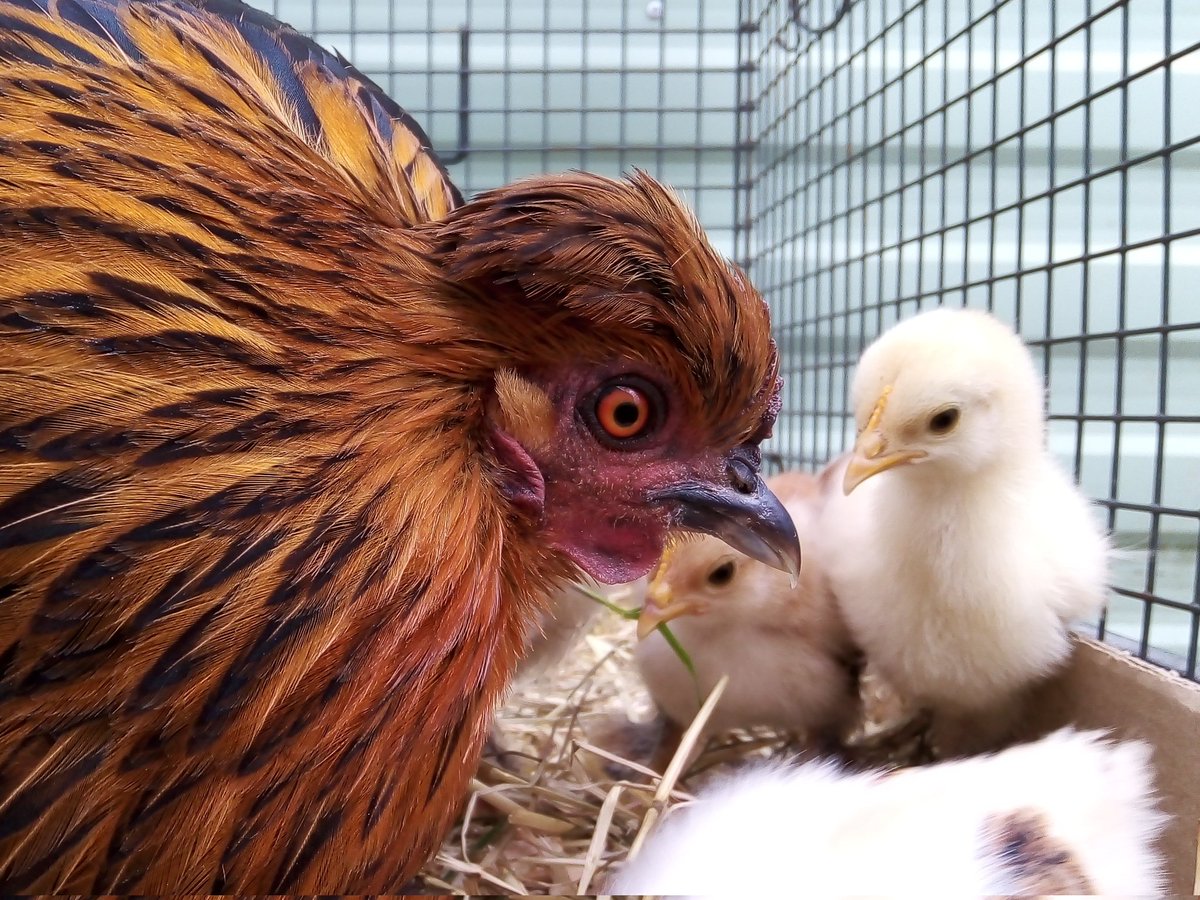 Happy Easter from Flame and her chicks.