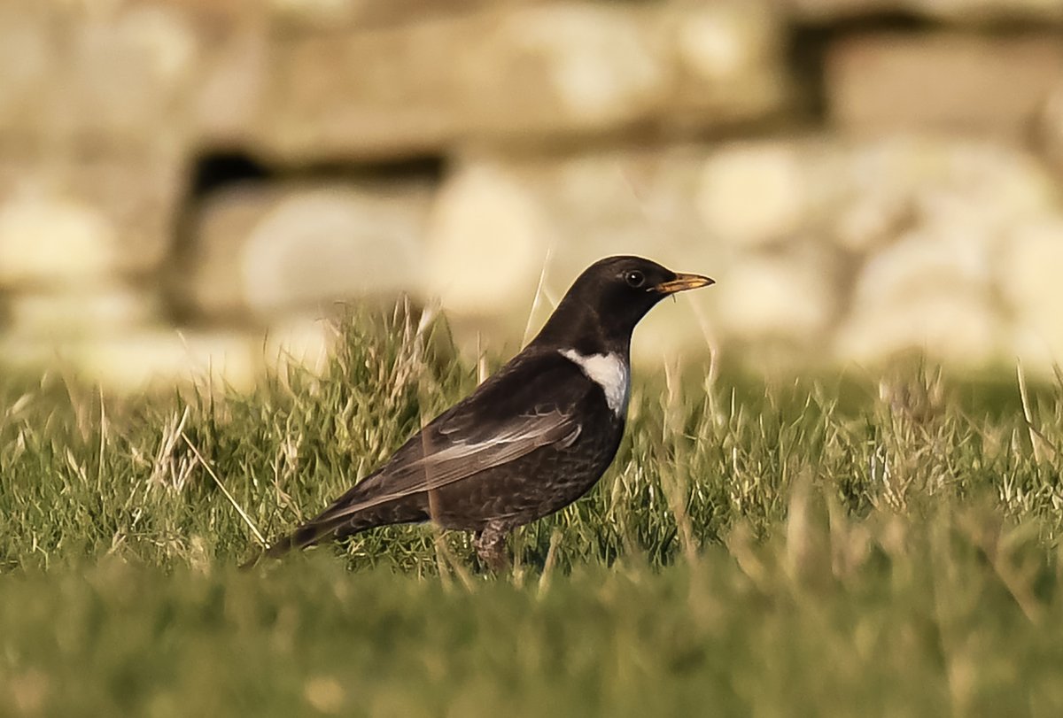 Bird of the day for me, Ring ouzel in the Smithy Park at Holland this evening. Thanks to David @snettsbirder for the spotting skills! #Papay #birdguides #BirdsSeenIn2024 #Orkney #passagebirds