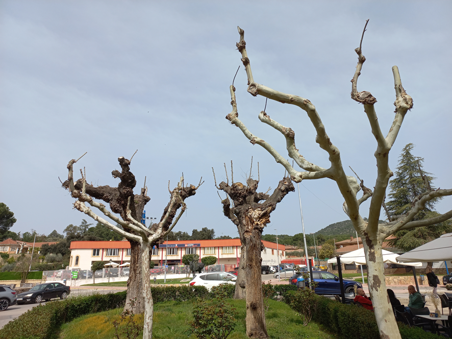 Oscoyos's tweet photo. La poda severa en la infraestructura verde es un vicio. Es igual pueblo o ciudad; da igual el tipo de árbol, incluso arbustos. Son cientos de miles de árboles mal podados, en miles de municipios; y millones de euros malgastados maltratando vegetales. No se puede salir de casa. https://t.co/uZnlsV5JBV