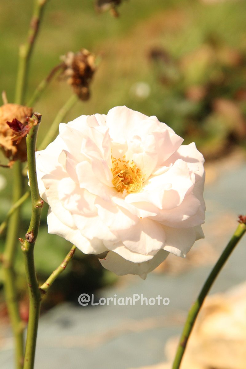 #fleur #flower #nature #photo #appareilphoto #camera #reflex #dslr #sansretouche #pasderetouche #noretouching #nopostproduction