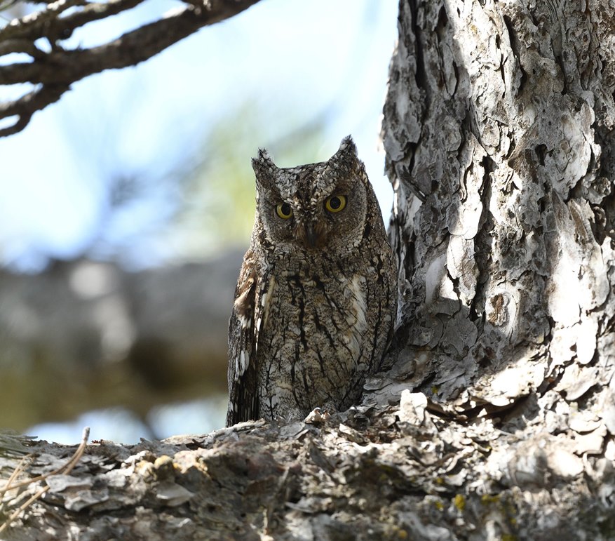 A random stop on the way back down from Troodos, Cyprus today produced a day calling Cyprus Scops Owl. Amazing views of this beauty early afternoon and saved us some late evening / after-dark session(s)!