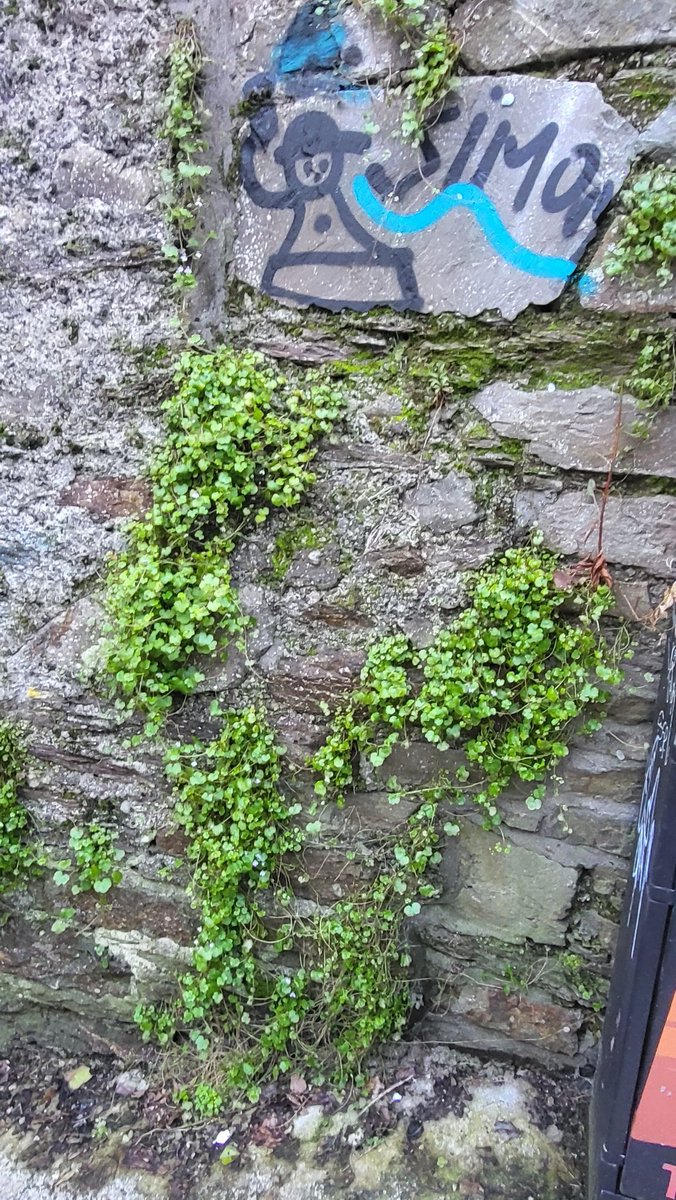 noel60428101's tweet photo. #day91 #1195
On the banks of the Lee cork city
#100daysofwalking
#roundfourcrew https://t.co/1Is1J6TY9r