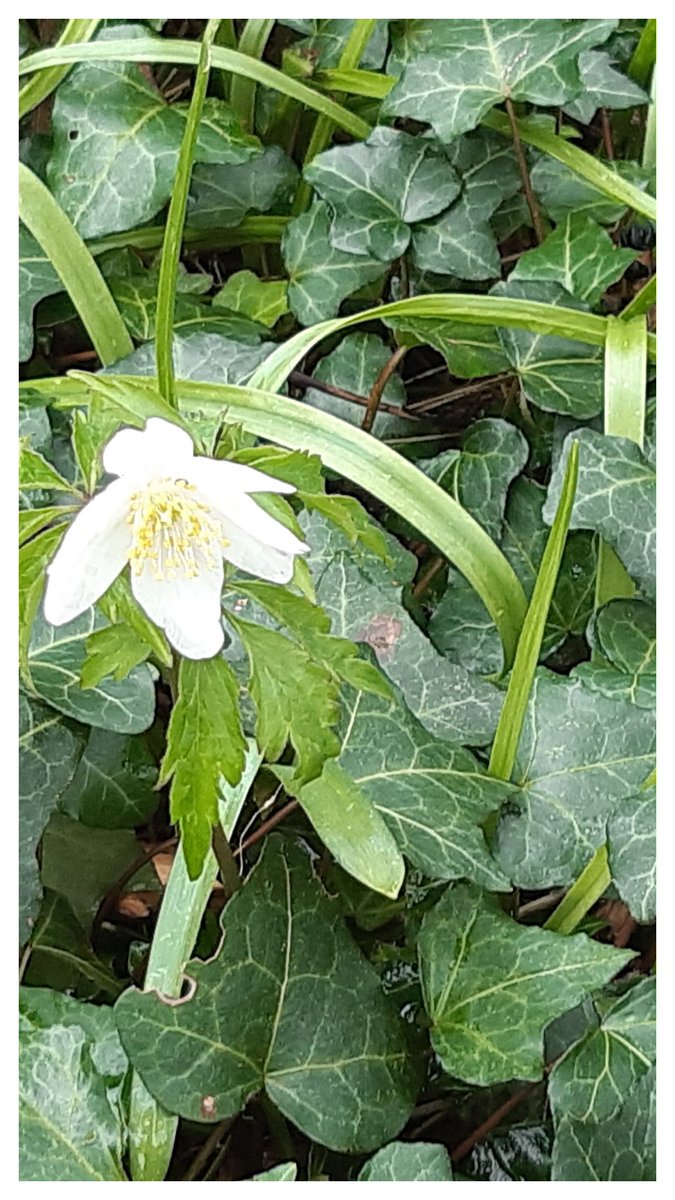 Wood Anenome #WoodlandPlants #WildFlowerHour #PenpondsWoods #Cornwall