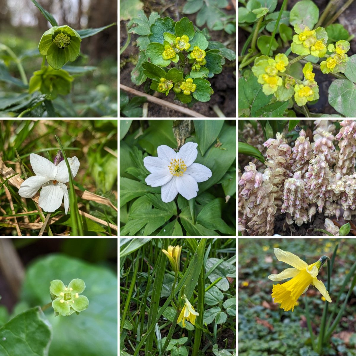 Some woodland goodies for #wildflowerhour this week! 📸 Green Hellebore, Alternate & Opposite-leaved Golden-saxifrage, Sweet Violet, Wood Anemone, Toothwort, Mochshatel, Yellow Star-of-Bethlehem, Wild Daffodil. #woodlandplants