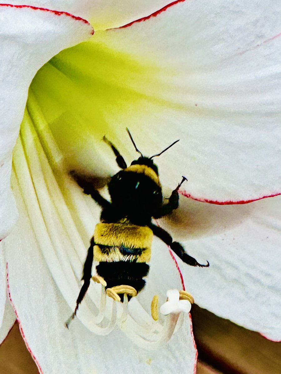 Are you a “bizzy” bee? Today, our Easter amaryllis got a visit from a large two-spotted bumble bee. He happily exchanges pollen from blossom to blossom which leads to fruitful crops and new seeds for the future. Everyone admires “rainmakers” but water without plants is useless.…