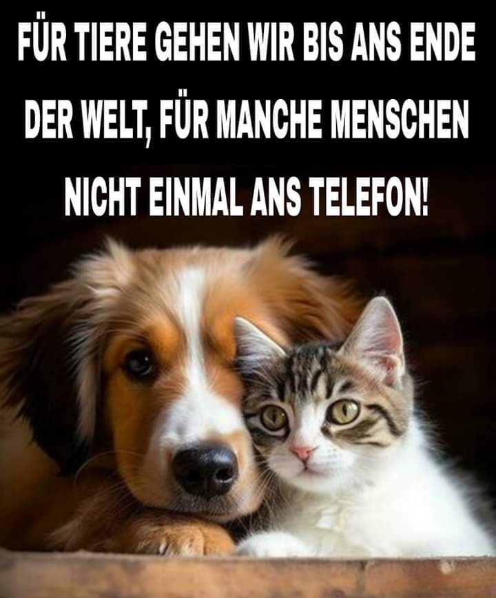 Gemeinsam für die Tiere tweet media