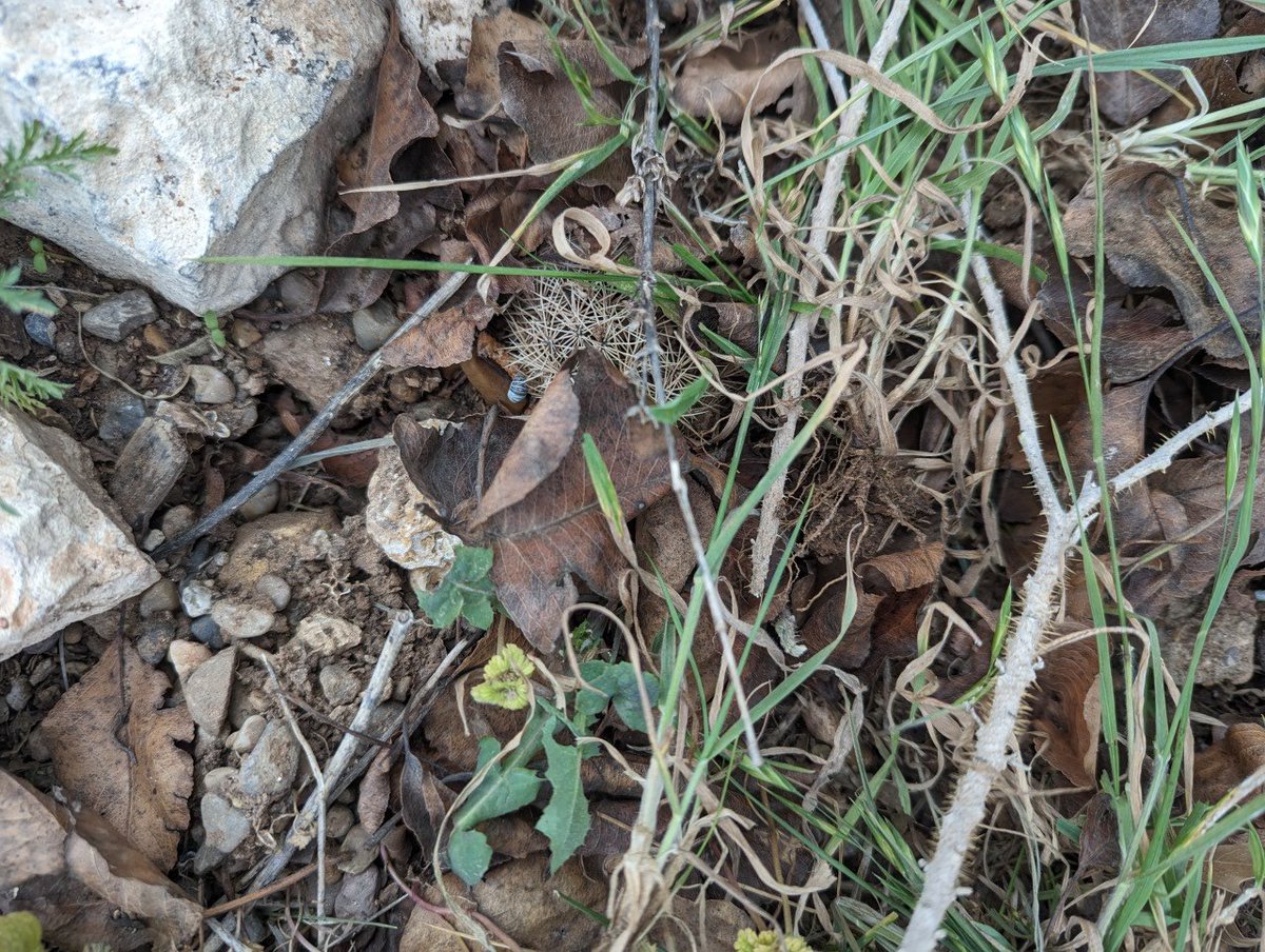 #LeaveTheLeaves is a great mantra for #gardening but there is a HUGE caveat! Full sun plants like cacti, annuals, and low growers should not be buried in leaves. They aren't evolved for it. Here is a patch of my cacti that I left under leaves and died.