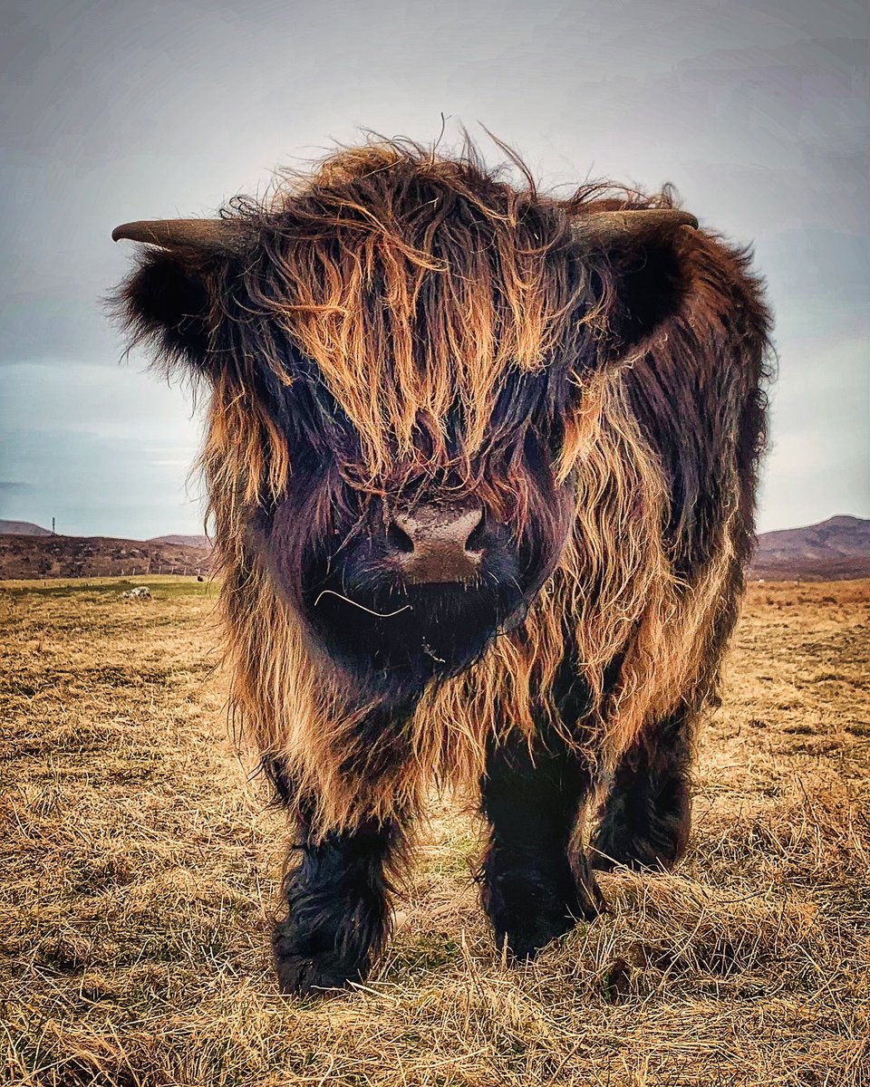 Fluffy little coo of mine…
Miah
🫶🏻

#EasterWeekend #spring #farming #croft #jefinuist #outerhebrides #Scotland