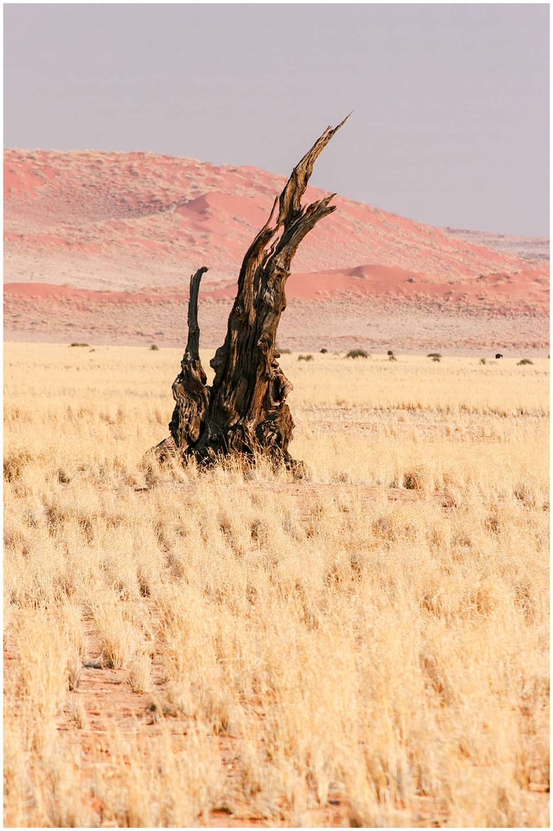 * NAMIBIA* For 55 million years, particles of sand, in shades of blood red, caramelised orange and an exhausted, jaded rust have sifted one over the other in this part of the world. Would you like to go? insidethetravellab.com/namib-desert/