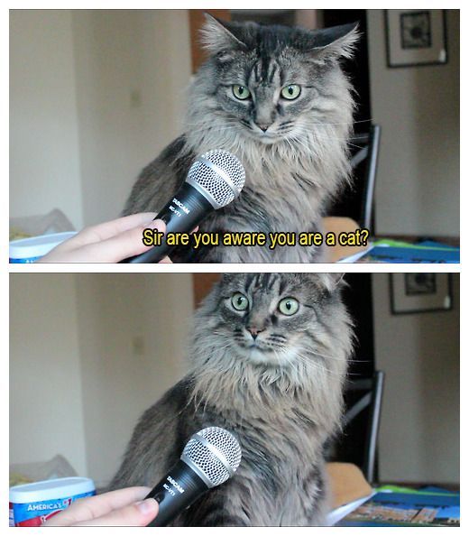 Why you should have a cat tweet media