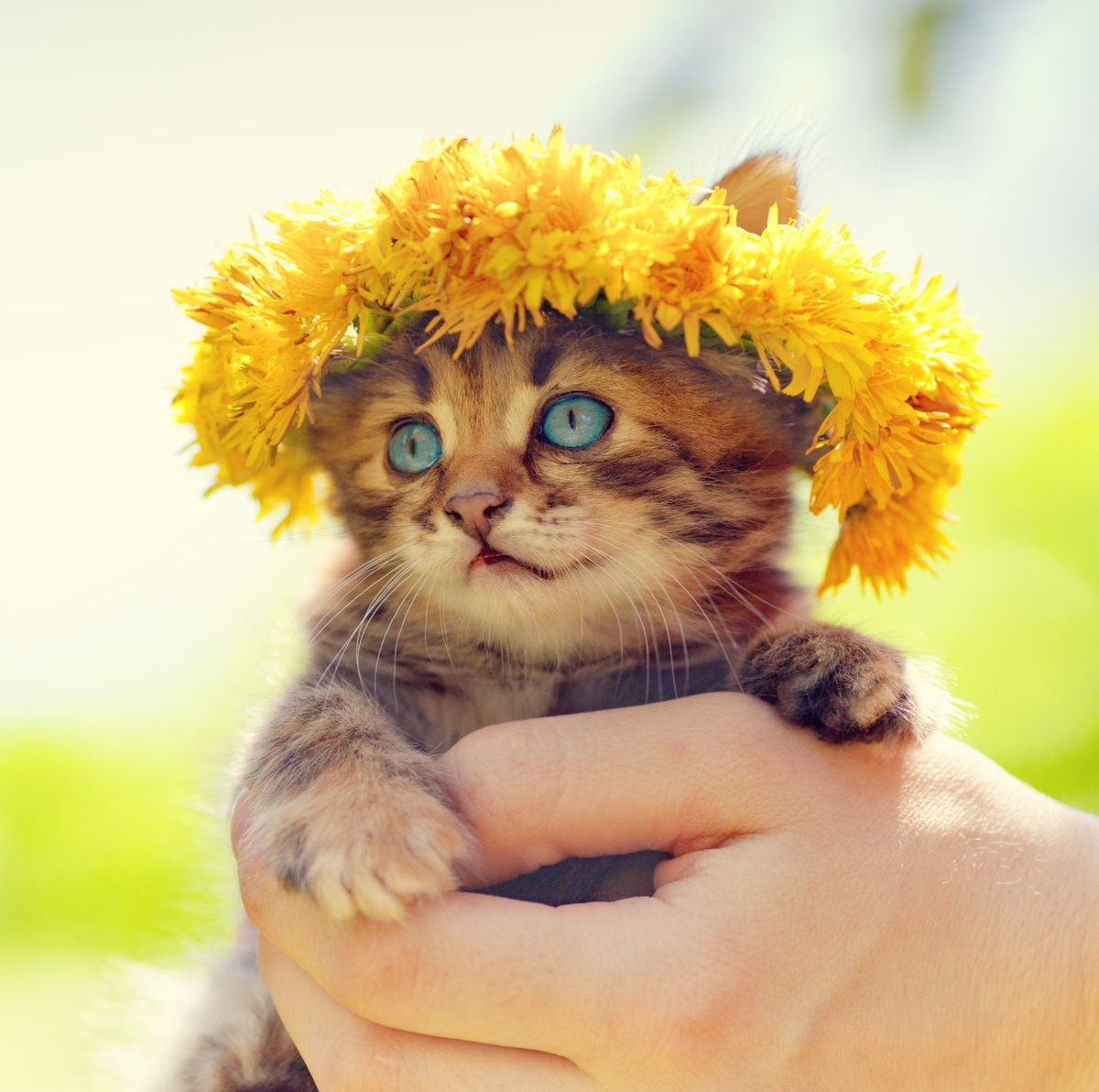 FluffnClick's tweet photo. Cat hair, don't care! Life is better with a little extra fluff. 😸✨

#pets #pet #dogs #petsofinstagram #dog #dogsofinstagram #animals #cats #cute #petstagram #love #puppy https://t.co/Zyb1WAy8Fc