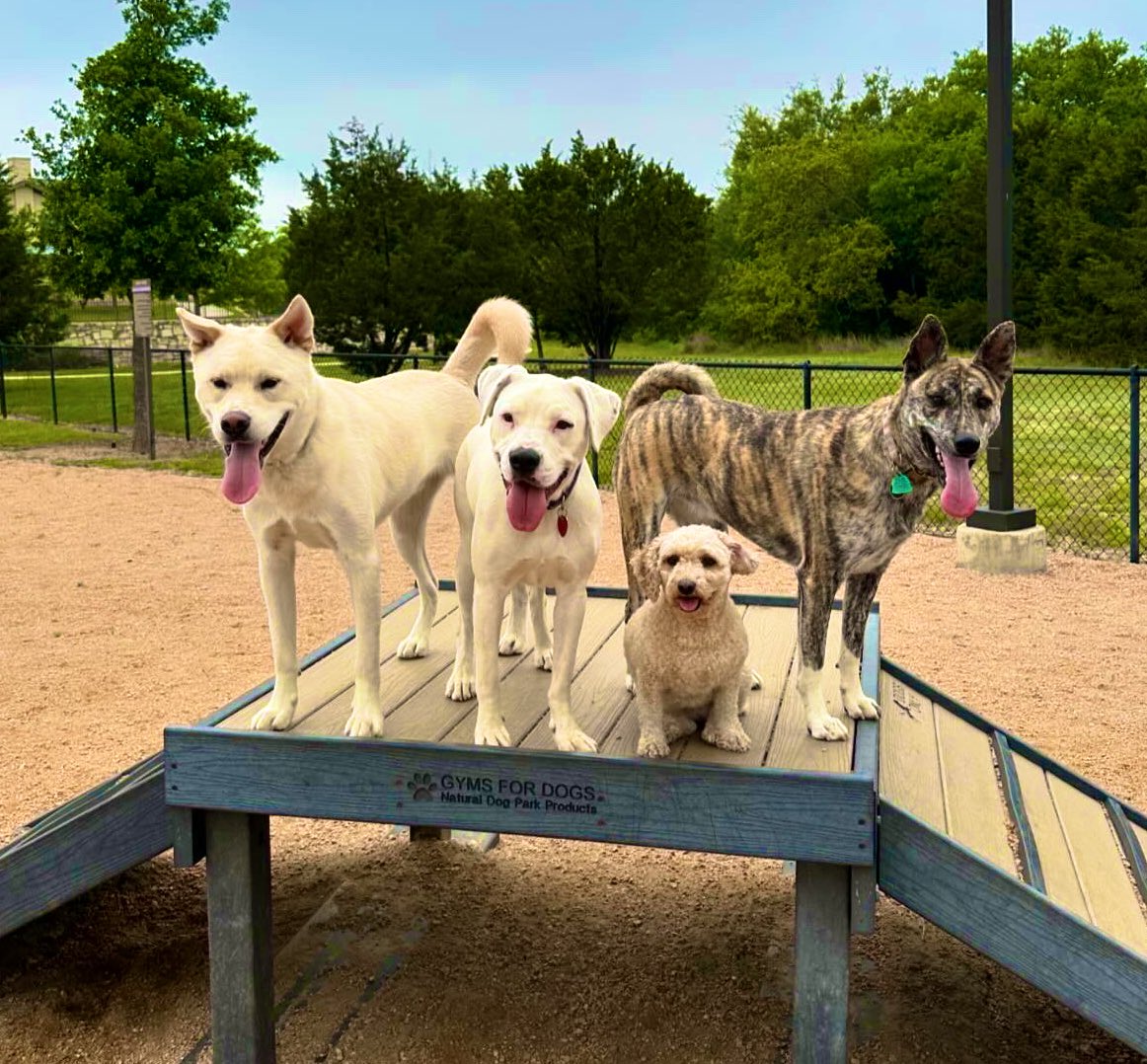 Cora and Cani’s Easter Weekend dog shenanigans with Nico and Nina. 

#dogsoftwitter #doglovers #huskylab #boxerlab #poodle