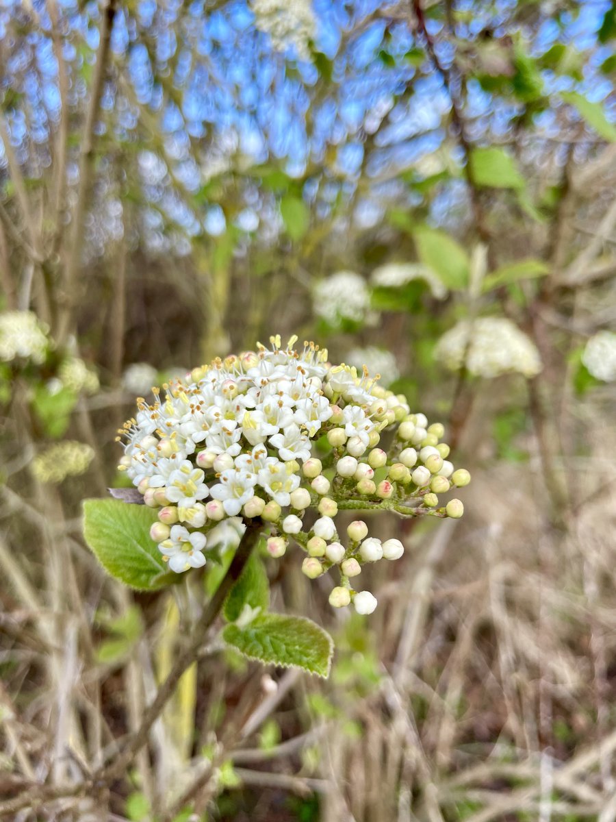 Wayfaring tree in ⁦@The_HOEF⁩ this week. #WoodlandPlants #wildflowerhour