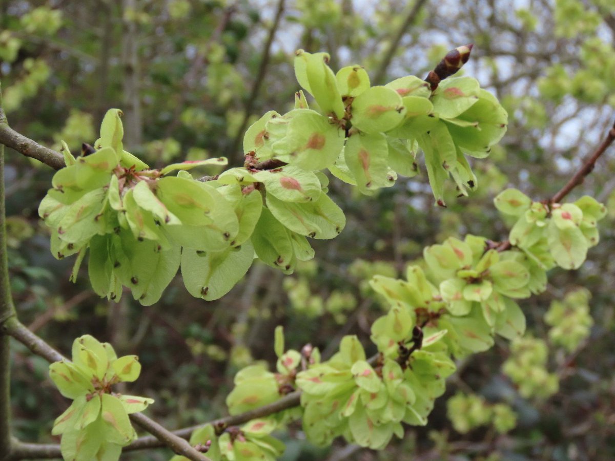 #WoodlandPlants seen this week, mostly in Brampton Wood Cambs @wildlifebcn - including a single bluebell promising more to come. Also, I really like the colour of the elm tree 'flowers', and it's great to see them growing on the edge of the wood @wildflower_hour @BSBIbotany