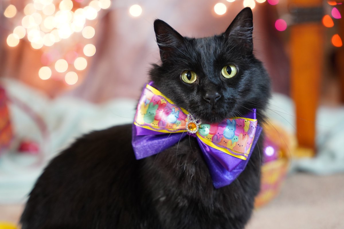 Happy Easter!
#easter2024 #Easter #EasterSunday #cats #eastercat