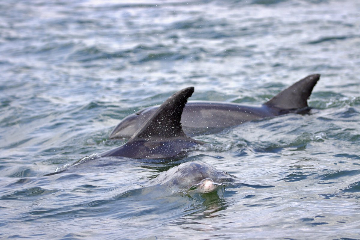 Positive News this Month: 12 S.plumbea including a newborn. 40 T. aduncus and 15 C. mydas in Ungwana Bay. Then looking back at history realized in 2024, we accomplished total effort attempted in 2017,2019 and 2020. 12 surveys in 2 new sites and total of 10 stranding responses.