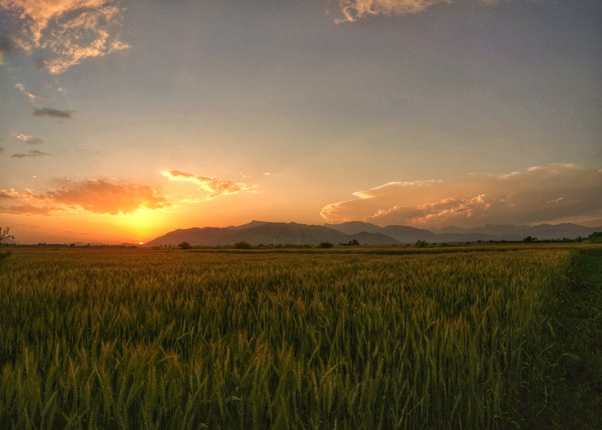 The last remnants of the sun glint on the surface of the wheat, dancing with the rhythm of the wind. A flurry of charchaney birds flow amidst the spectacle. Far out ahead, the outcropping of mountains sore to cast the shadow over Doaba town.